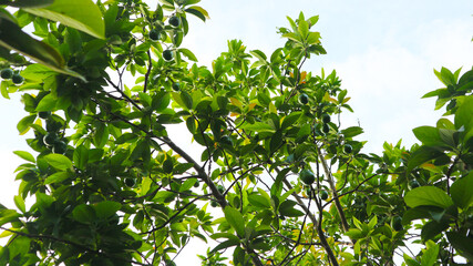 The 8th avocado species in the avocado breeding park, Tak, Thailand
