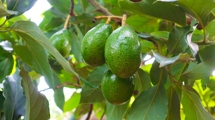 The 8th avocado species in the avocado breeding park, Tak, Thailand