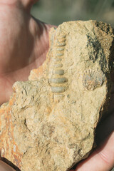 fossilized Cretaceous Aquatic animals