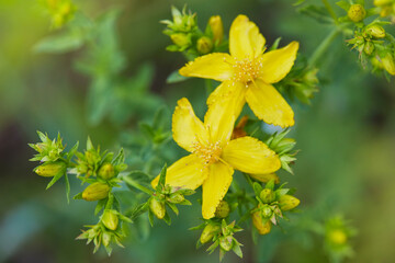 Obraz premium Hypericum perforatum, also known as St John's wort, is a flowering plant species of the genus Hypericum and a medicinal herb 