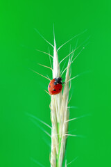 Beautiful ladybug on leaf defocused background