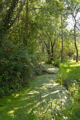 A stagnant swamp river next to a walkway in the wetlands of Isola Della Cona in Friuli-Venezia Giulia, north east Italy
