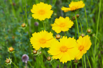 Yellow cosmos flowers against the green background. Cosmos is also known as Cosmos bipinnatus or Mexican aster