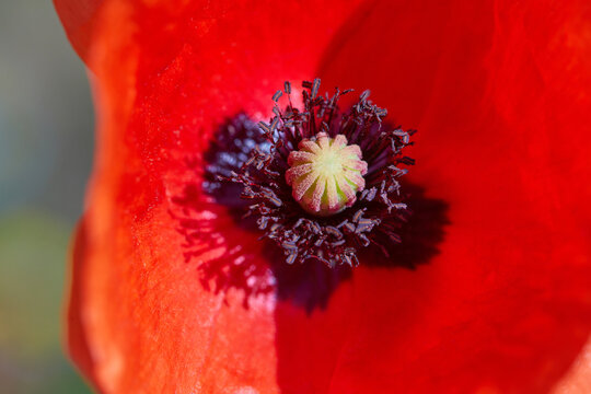 Red poppy flower close up growing in a sunny day in the field