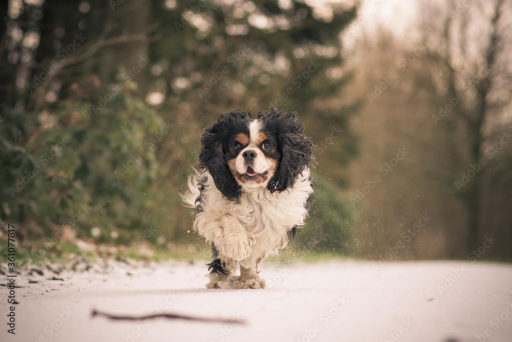 Poster A Cavalier King Charles dog runs happily through the snow