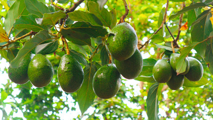 The 8th avocado species in the avocado breeding park, Tak, Thailand