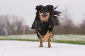 A dog runs happily through the snow in a winter coat