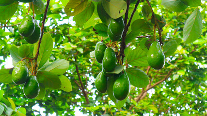 The 8th avocado species in the avocado breeding park, Tak, Thailand