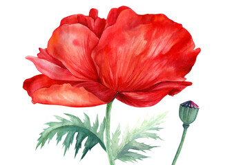 Red flowers, poppies, white background, botanical illustration, watercolor painting, flora design