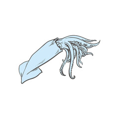 Vector illustration of blue whole squid in sketch style.