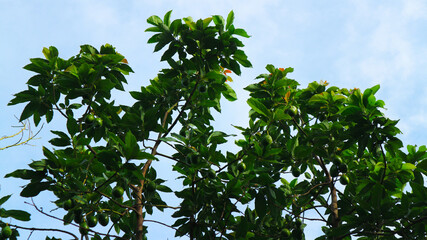 The 8th avocado species in the avocado breeding park, Tak, Thailand