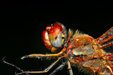 Macro shots, Beautiful nature scene dragonfly.   