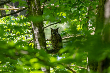 Female Great horned owl  watches its young that have left the nest