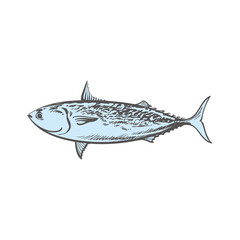 vector sketch tuna fish underwater animal sea food