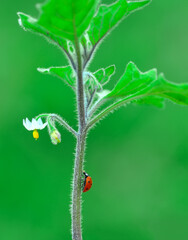 Beautiful ladybug on leaf defocused background