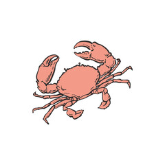 Vector illustration of red crab - hand drawn marine animal with shell and caws.