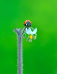 Beautiful ladybug on leaf defocused background