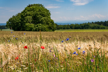 Obraz premium Beautiful flowers and grain fields with bees and insects