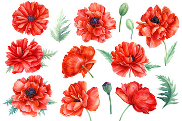 Set of flowers, Red poppies, buds, leaves on an white background, botanical illustration, watercolor clipart