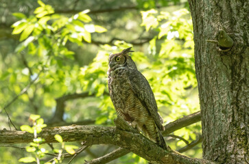 Female Great horned owl  watches its young that have left the nest