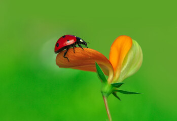 Beautiful ladybug on leaf defocused background