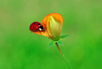 Beautiful ladybug on leaf defocused background