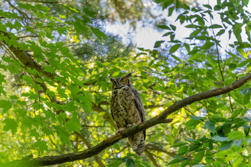Fototapeta na wymiar Female Great horned owl watches its young that have left the nest
