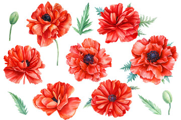 Red flowers, poppies, white background, botanical illustration, watercolor painting, flora design