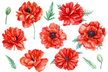 Gordijnen Red flowers, poppies, white background, botanical illustration, watercolor painting, flora design © Hanna