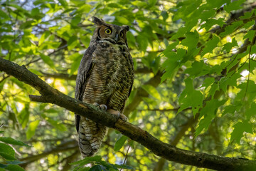 Naklejka premium Female Great horned owl watches its young that have left the nest