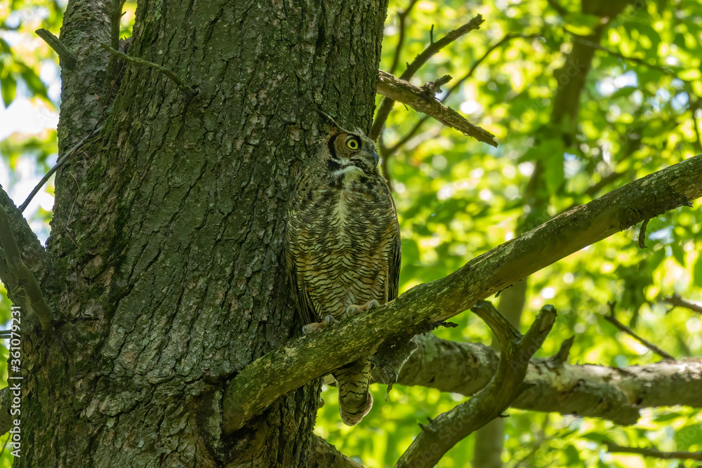 Poster Female Great horned owl  watches its young that have left the nest