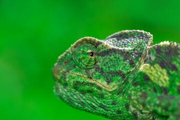 Macro shots, Beautiful nature scene green chameleon 