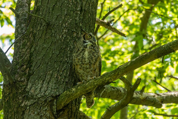 Female Great horned owl  watches its young that have left the nest