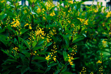 Obraz premium Yellow flowers bloom in the morning