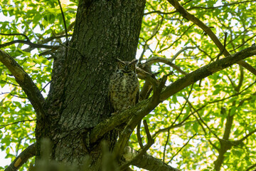 Female Great horned owl  watches its young that have left the nest