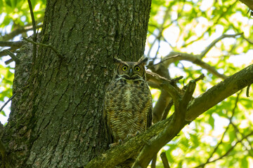 Female Great horned owl  watches its young that have left the nest