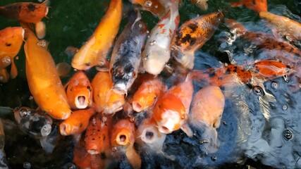 Fototapeta na wymiar Stado ryb otwierających paszcze