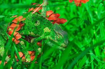 Macro shots, Beautiful nature scene green chameleon 