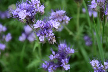 Phacelia plantation, close-up of a bee pollinating a flower. Summer day.