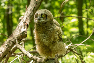 Young great horned owl, in state park. The young owl, which left the nest prematurely, hides on the ground.