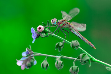 Macro shots, Beautiful nature scene dragonfly.   