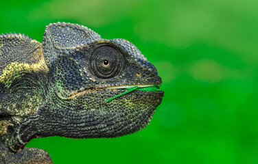 Macro shots, Beautiful nature scene green chameleon 