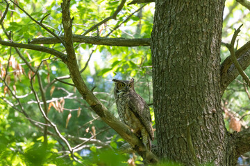 Female Great horned owl  watches its young that have left the nest