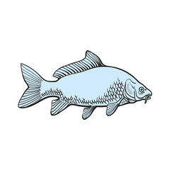 Fototapeta premium Vector illustration of blue whole raw crucian carp in sketch style.