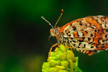 Closeup beautiful butterfly sitting on the flower in a summer garden

