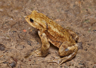Close up of common little European toad on the ground