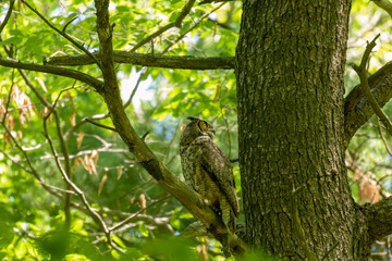 Female Great horned owl  watches its young that have left the nest