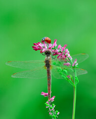 Macro shots, Beautiful nature scene dragonfly.   