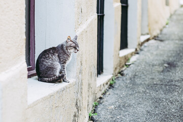 Chat tigré gris et blanc assis tout seul sur le bord d'une fenêtre dans la rue