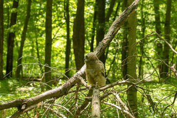 Young great horned owl, in state park. The young owl, which left the nest prematurely, hides on the ground.